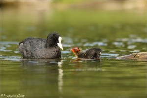 Foulque macroule - Eurasian Coot