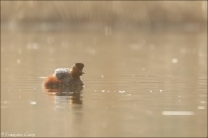 Faune - Wildlife