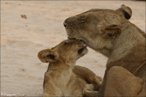  South Luangwa National Park