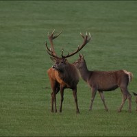 Cerf élaphe