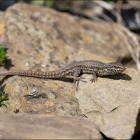 Lézard des murailles