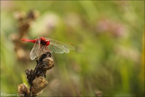 Libellules - Dragonflies