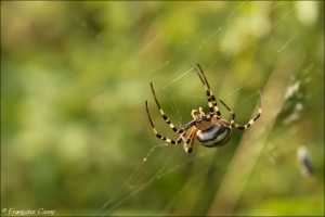 Araignées - Spiders