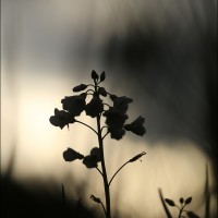 160423 1N3A7234