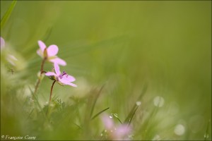 Fleurs - Flowers