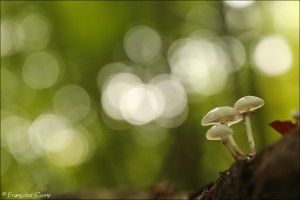 Champignons - Mushrooms