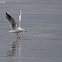 Mouette rieuse Mouette rieuse