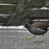 Gallinule poule-d'eau Gallinule poule-d'eau
