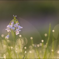 Cardamine des prés Cardamine des prés