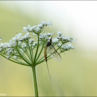 Ephéméroptère Ephéméroptère