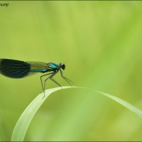 Caloptérix éclatant Caloptérix éclatant