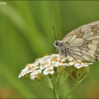 Demi-deuil Demi-deuil