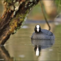 Foulque macroule Foulque macroule