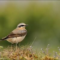 Traquet motteux Traquet motteux