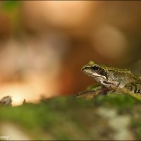 Grenouille rousse Grenouille rousse