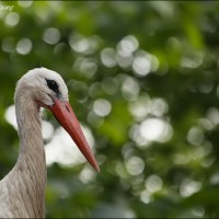 Cigogne blanche Cigogne blanche