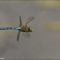 Anax empereur Anax empereur