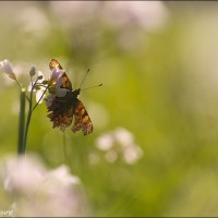 Robert-le-diable Robert-le-diable