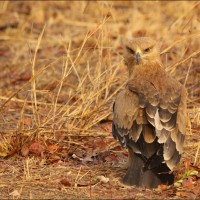 Aigle ravisseur Aigle ravisseur