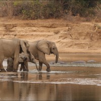 Eléphant de Savane d'Afrique Eléphant de Savane d'Afrique