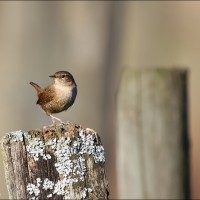 Troglodyte mignon Troglodyte mignon