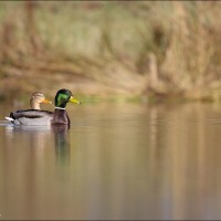 Canard colvert Canard colvert
