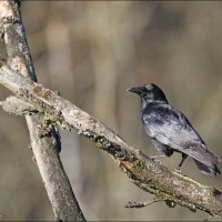 Corneille noire Corneille noire