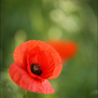 Coquelicot Coquelicot