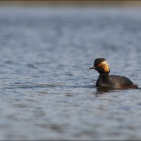Black-necked Grebe