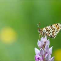 Glanville fritillary