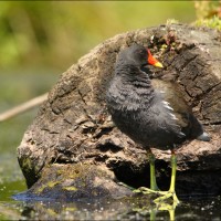 Gallinule poule-d'eau