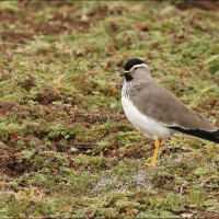 Spot-breasted Lapwing