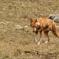 Loup d'Ethiopie