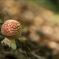 Amanite tue-mouches