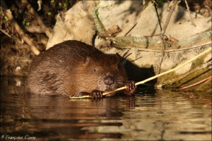 Mammifères - Mammals