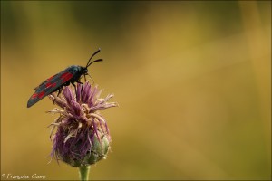 Papillons - Butterflies