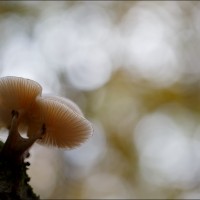 201109 1N3A0215