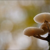 201109 1N3A0233