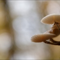 201109 1N3A0237