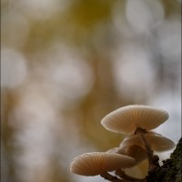 201109 1N3A0245