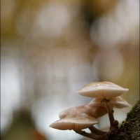 201109 1N3A0252