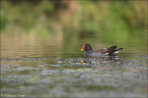 Oiseaux - Birds